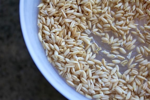 Sprouted Oat Groat Cereal after one day.