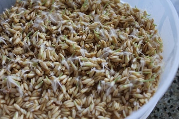Sprouted Oat Groat Cereal in sprouting tray with root hairs.