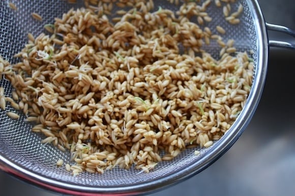 Sprouted Oat Groat Cereal in colander.