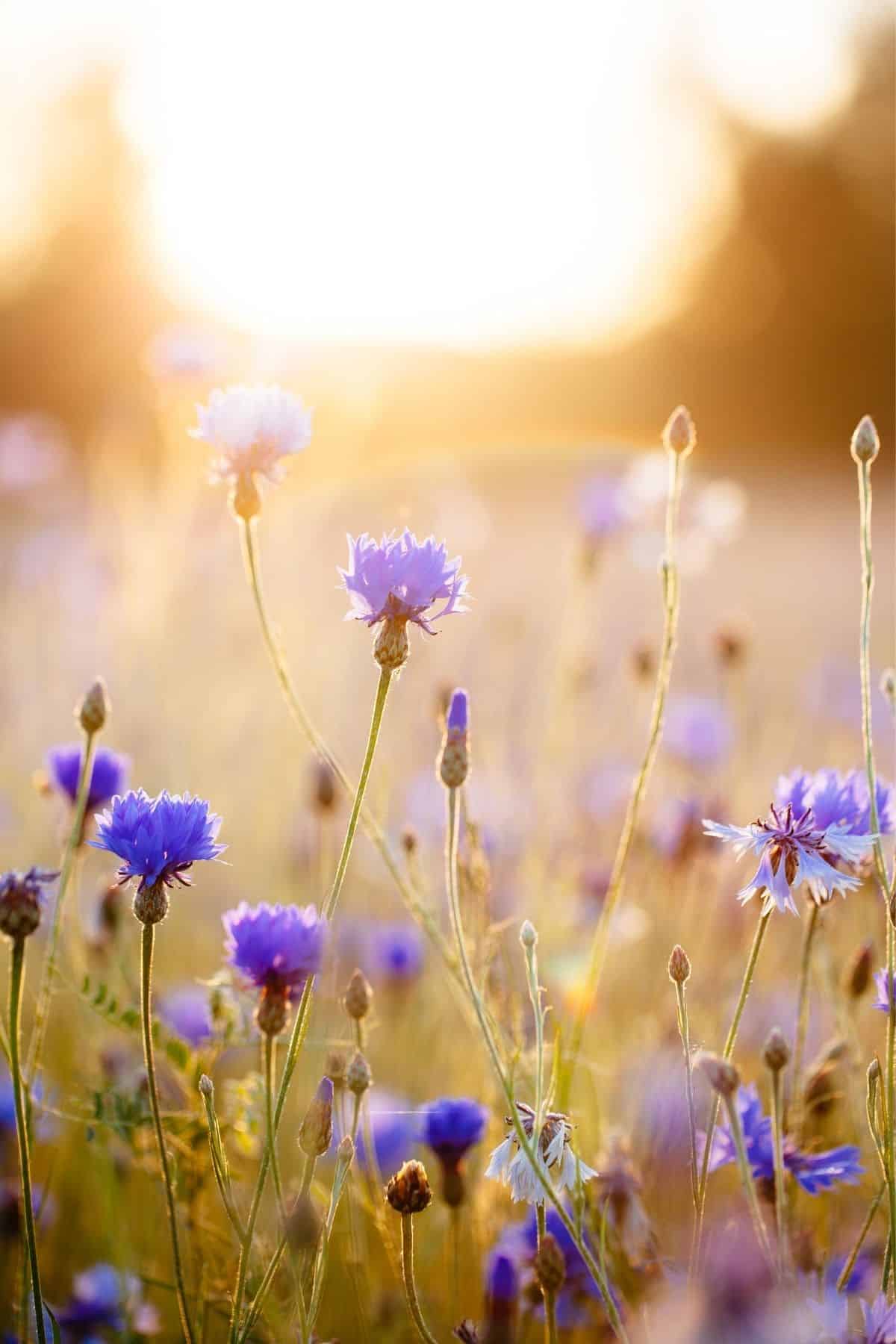 sunrise over a lavender field.