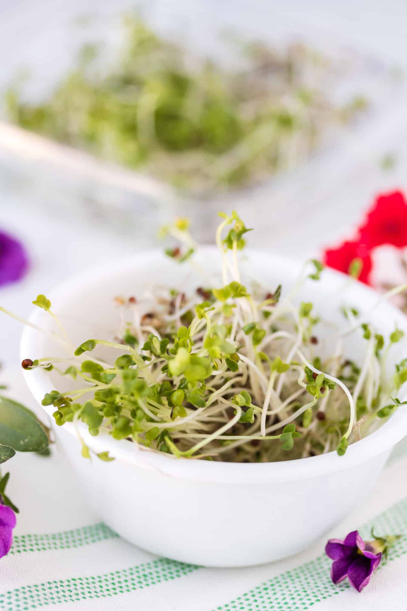 fully grown broccoli sprouts.
