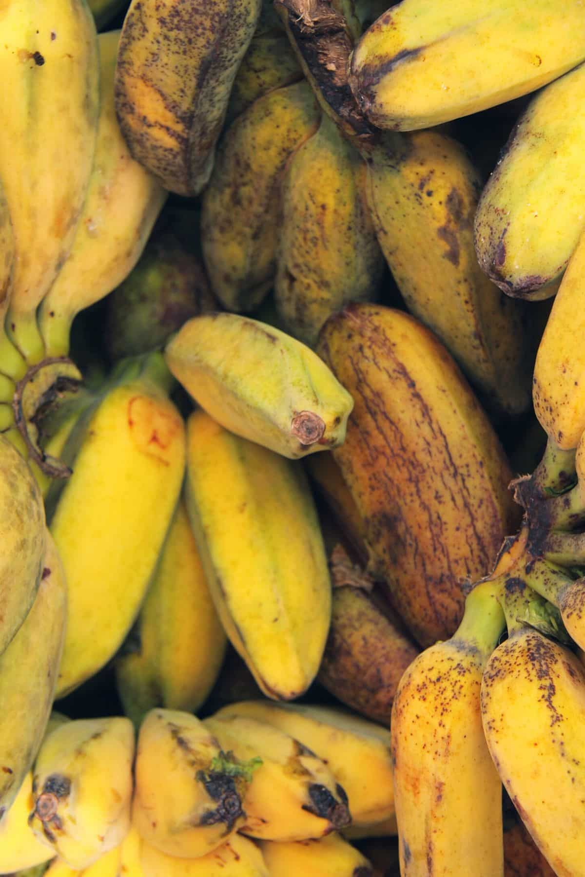 asian bananas in a bunch.