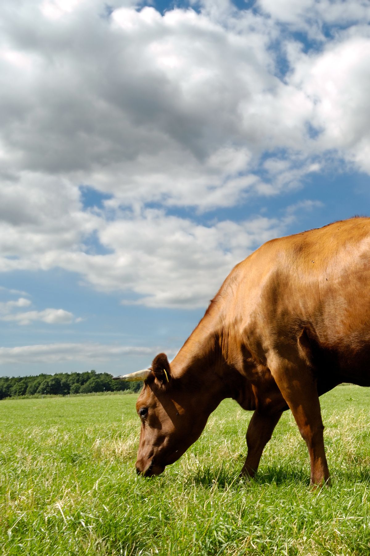 cow eating grass with a blue cloudy sky above.