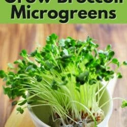 a bowl of broccoli microgreens on a wooden cutting board.