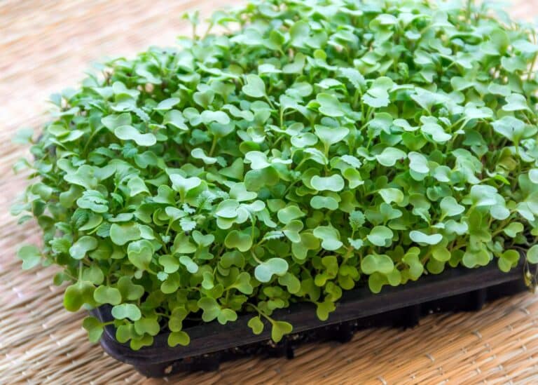 kale microgreens growing in a black tray.