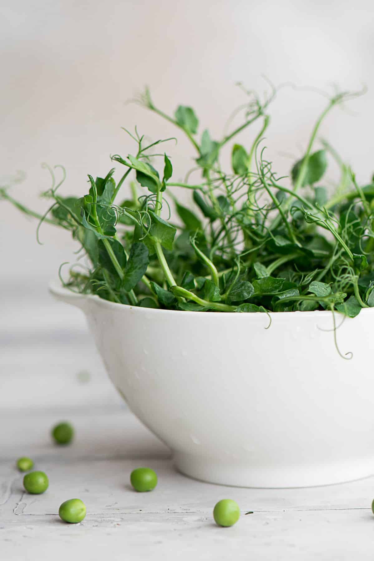 a bowl of pea microgreens.
