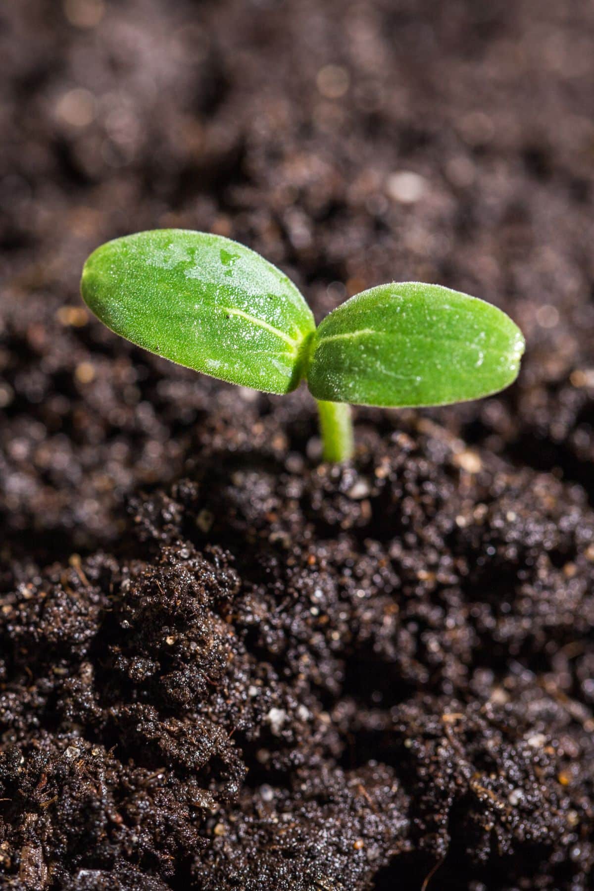 microgreens sprouting from the soil.
