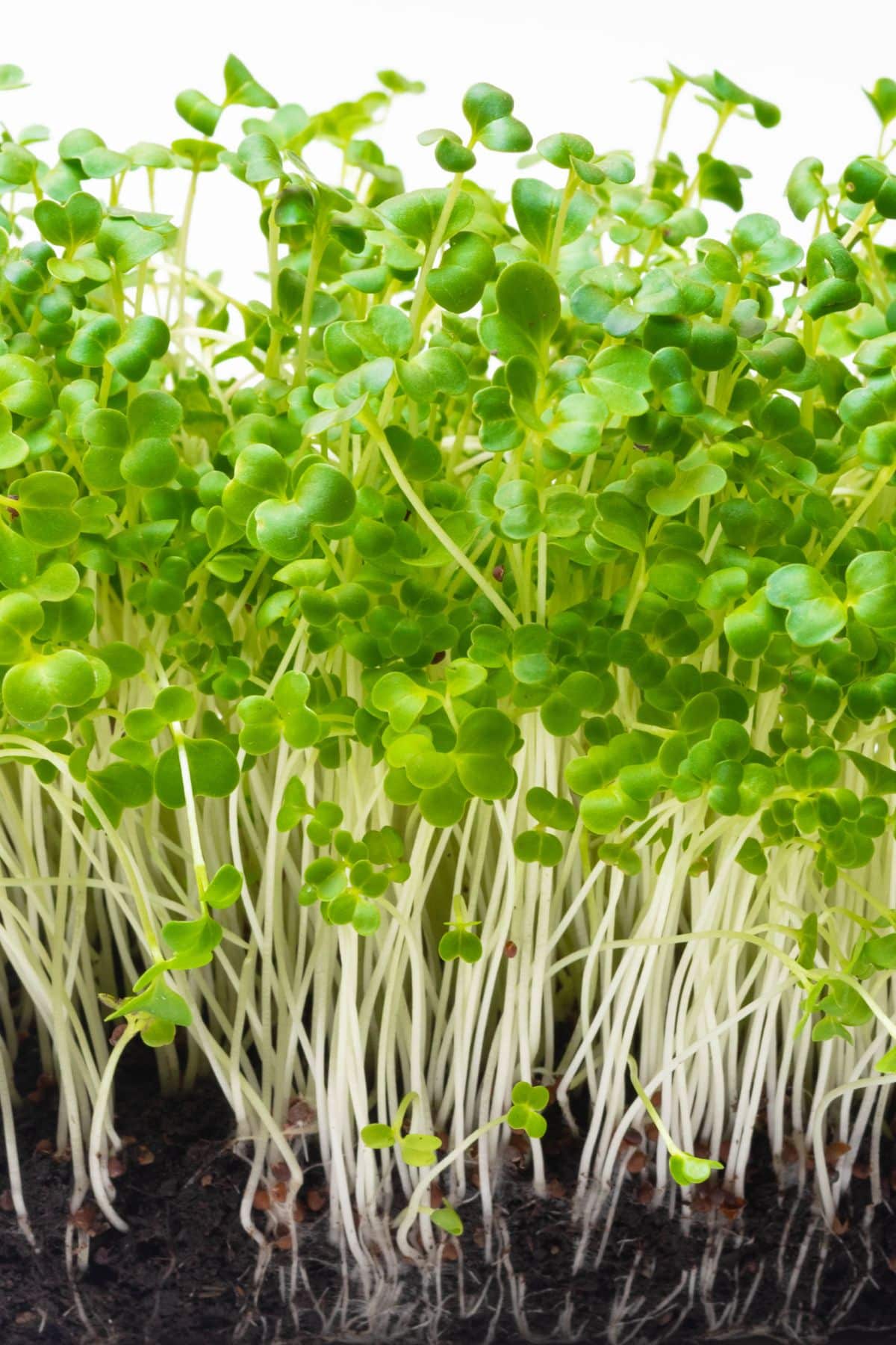 microgreens growing in soil.