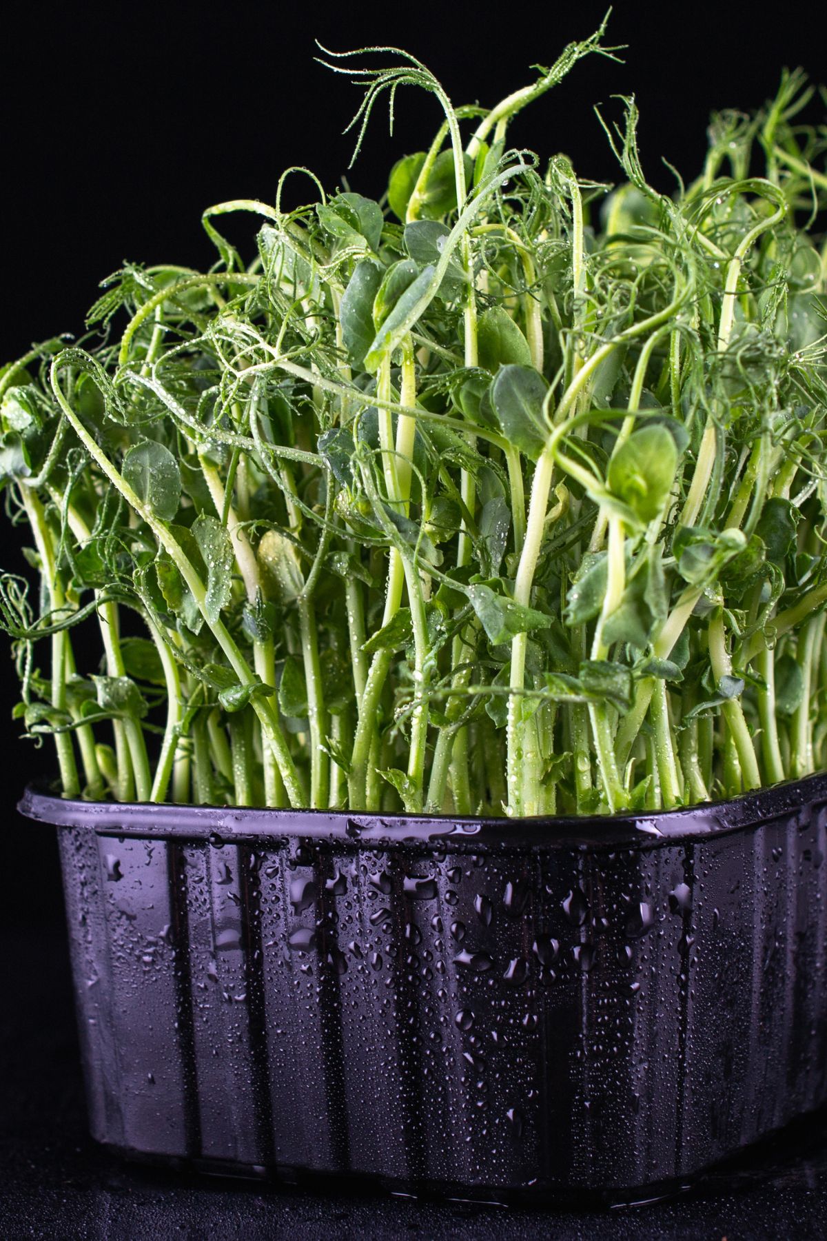 pea microgreens in a black tray.
