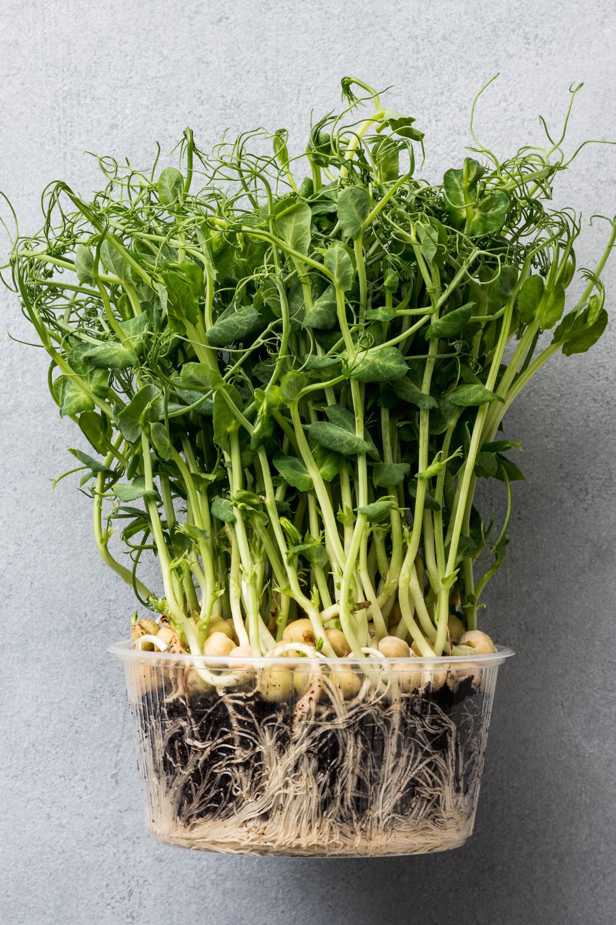 pea microgreens in a clear bowl.