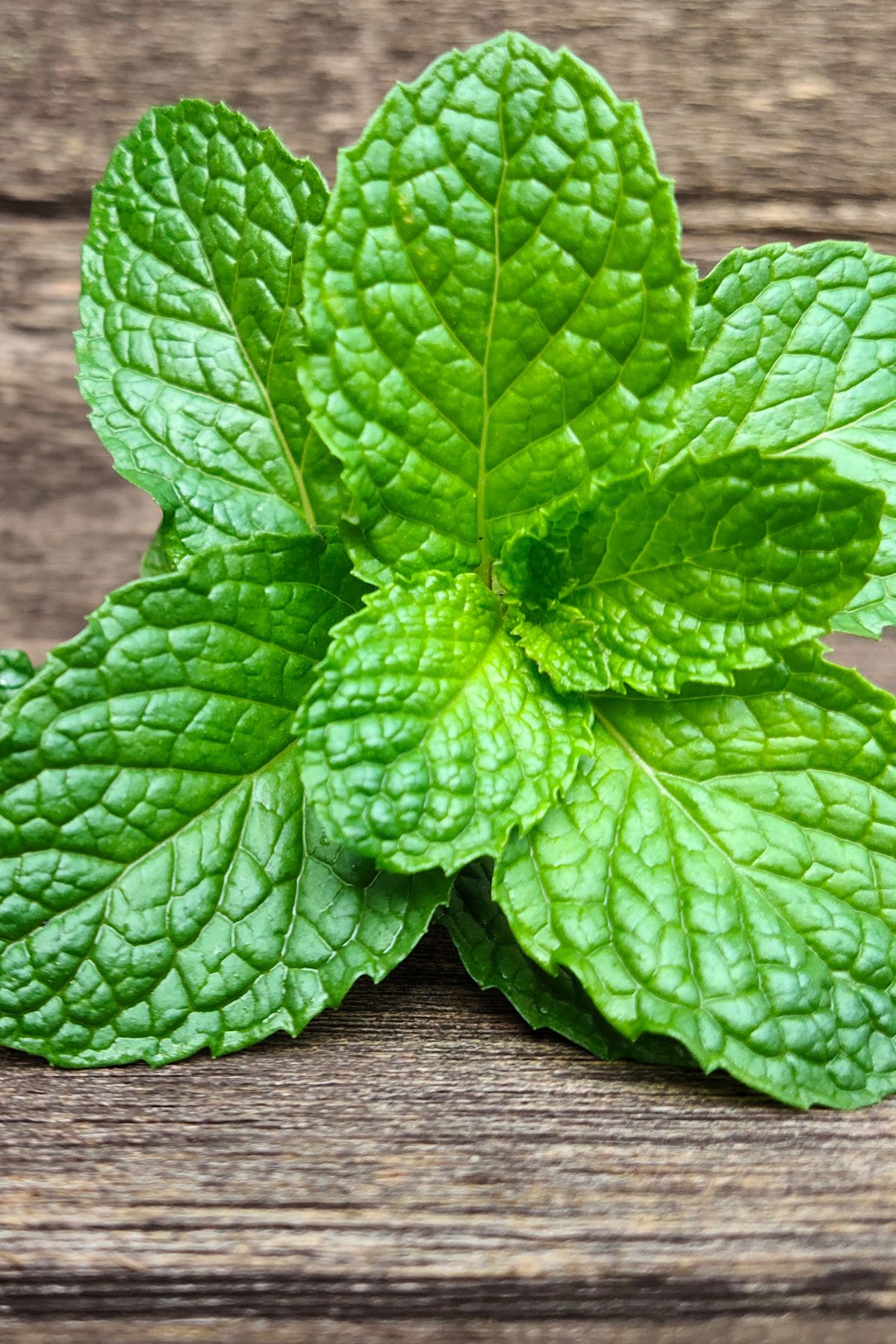 peppermint leaves on table.